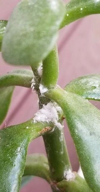  「粉白色」户外养的玉树特好开花，花朵粉白色的，也能养成室内小盆栽