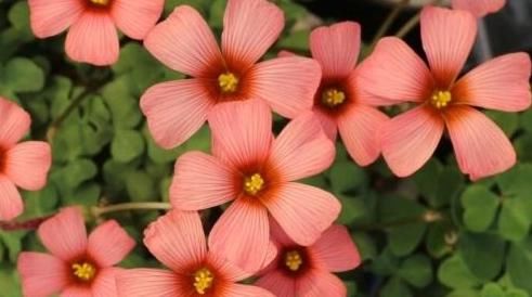  花海■藤本植物，有“紫铃藤”就够了，一树多色花，给你一片花海