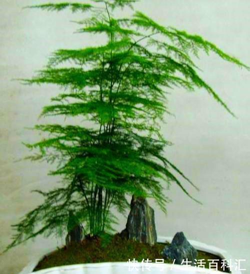 黄叶:这3种花真耐阴,不要放在太阳底下晒,晒多了就黄叶