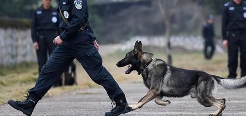 阿拉给雪橇犬家族涨脸了 混进警校当警犬 感觉阿拉有点飘啊 资讯行情 吉塞拉樱桃网