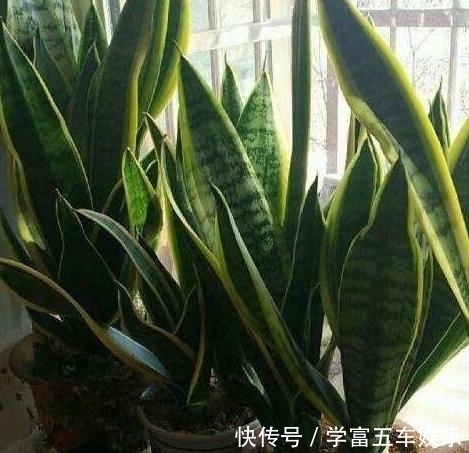  「无聊」别再觉得养花草无聊了，盆栽3款植物，室内放一盆就受益无穷