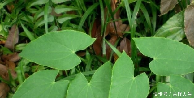  #变得越来越#农村一野草，人称“千两金”，当下一斤超百元，遇