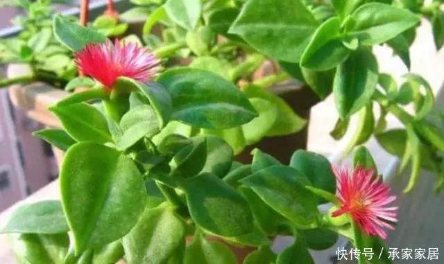 养护方法|花香淡雅花型好看,养花就选这三种,好打理易开花!