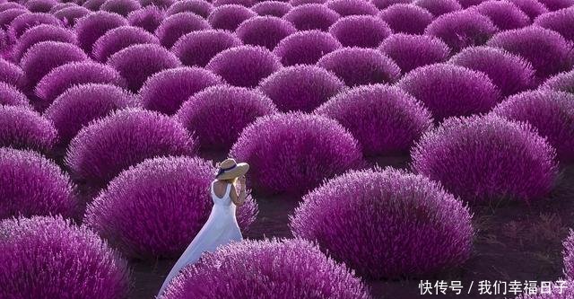 五一小长假你想去哪儿为你盘点全球醉美花海绚烂宛若人间仙境