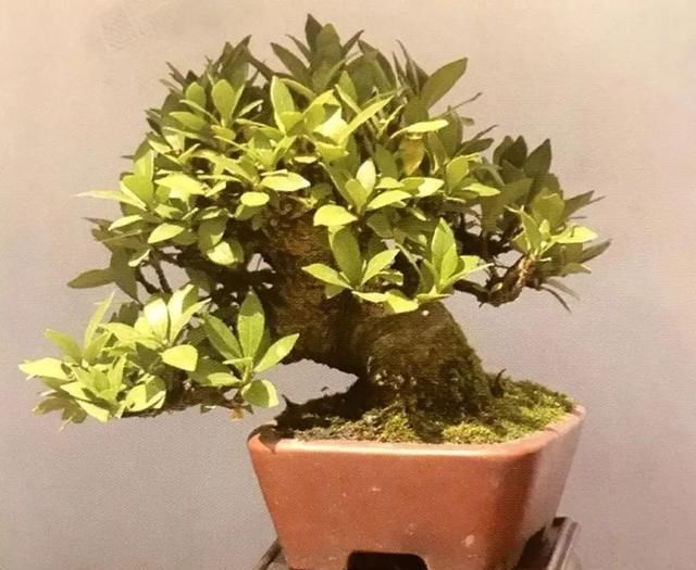  栀子花|栀子花制作盆景原来这么好看，真是万万想不到