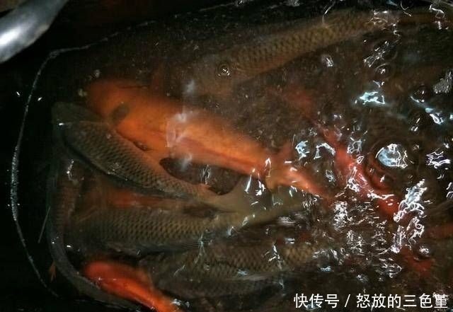  野生大鲤鱼：钓友野钓连竿上大鲤鱼居然还不满意？这位钓友到底是怎么了？