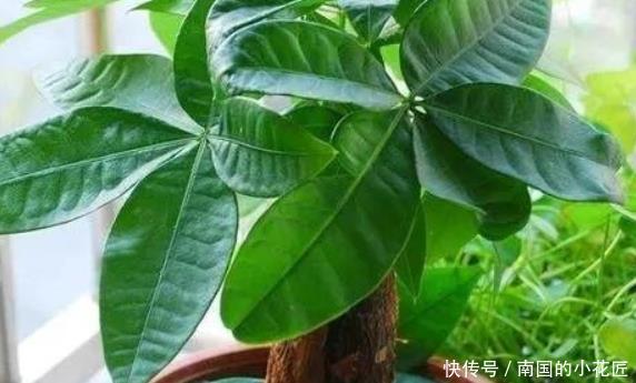  养花：养花的人大多长寿！这4种花养人又镇宅，可惜总有人忽视了！