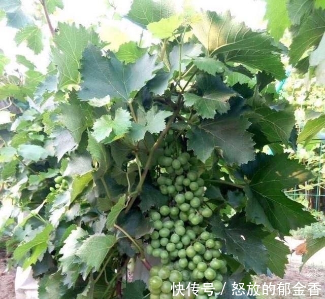 『记住』阳台如何种葡萄?记住4点,果子数量多,一串串挂满了,好吃好看
