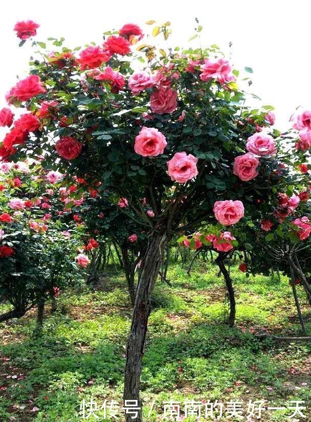 #花儿#什么花儿长在树上?抗寒又耐活!花期特别长!