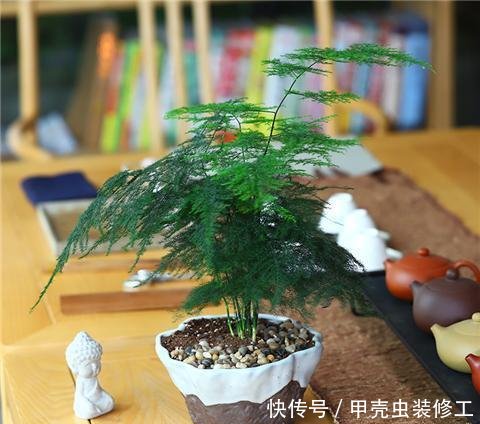  试试：家里这几种花，天生怕晒，一晒就黄，不信就试试