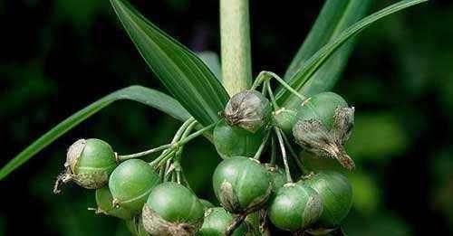  #不想#不想再当穷人？试试种它，亩收益5万元不是梦，有人靠它已