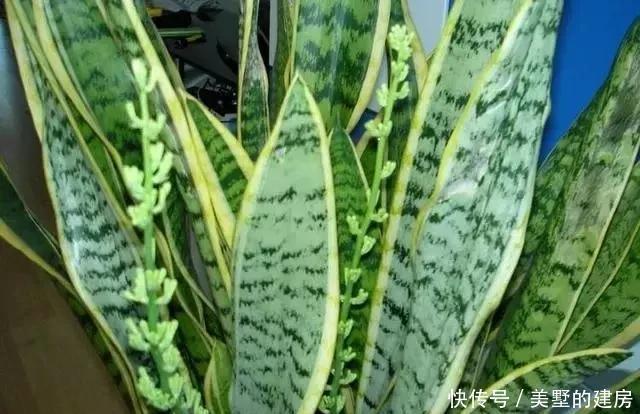 虎皮兰|虎尾兰长得慢,这4点做好,叶片肥厚,长到一米高,侧芽窜满盆