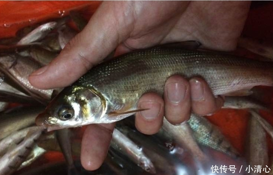 河道|这是淡水中最难吃的鱼,买一斤送两斤,常年在河道泛滥