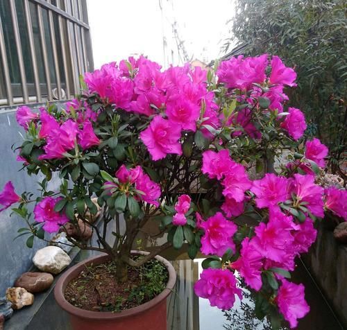  『别人』别人的杜鹃花总是开花爆盆？盛花期就摘“它”，开花爆盆不见叶