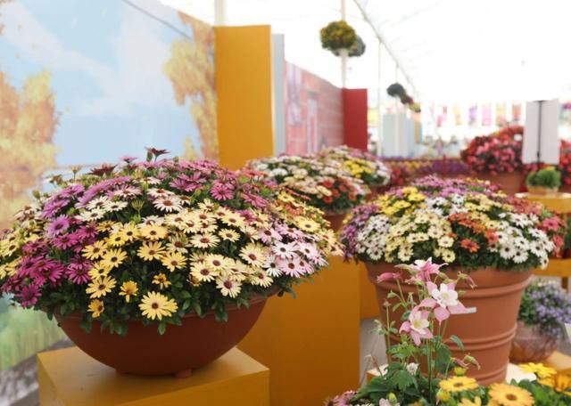 南非■阳台养盆健康花,就选南非万寿菊,一盆花的颜值,撑起一个花园