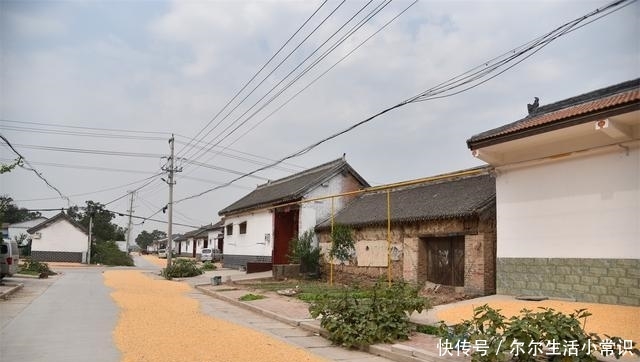  「玉米」国庆假期里的河南乡村，柿子挂满枝头，街道被玉米占领