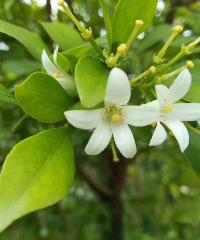  千里香|路边这种开着白色花朵的植物为何叫千里香呢？