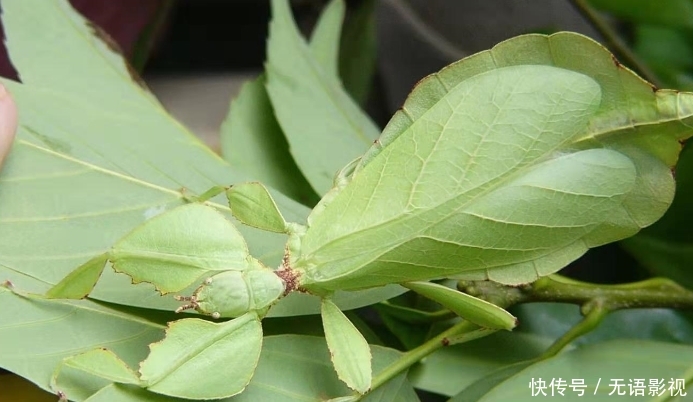 你对“长虫”的概念一无所知，55厘米的长虫，还只是国内第二