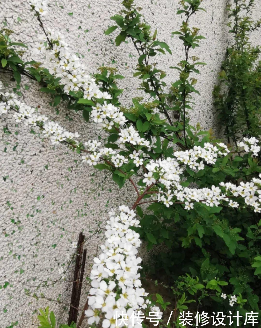 『压弯』喷雪花一开像下雪,花量多到压弯枝,大夏天也能赏雪!