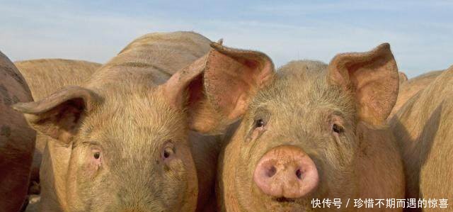 涨，涨，涨，猪价全面上涨了，养猪户们都该高兴了！