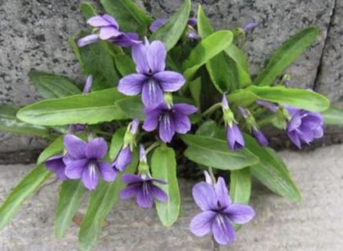  爱惜：它被称为“紫花地丁”，生长在山顶，拔1棵少1棵，珍贵，请爱惜！