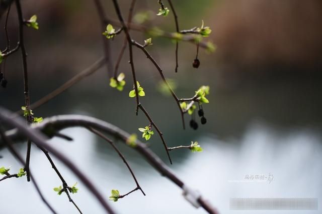  「春天」随笔：那些树果实还没掉都发芽了