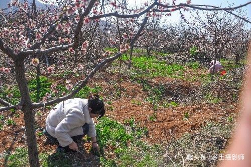  『美味』春暖花开，农村妇女到野外挖一种野生“美味”，遍地生长你吃过吗