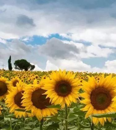 黄金九月楼观的花海开啦！赏花海、品花宴，全都不能错过！