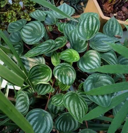  『植物』这植物的叶子就跟西瓜似得，不注意看真以为是西瓜