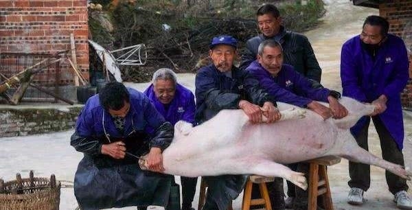  【六十岁】在农村，一些屠夫明明很壮实，为啥到了五六十岁，说没就没了？