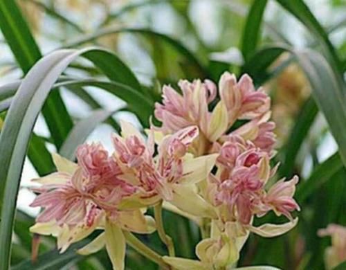  「欣赏价值」王奶奶爱养花，她的2盆兰花，香味清新迷人，曾经价格高如今亲民