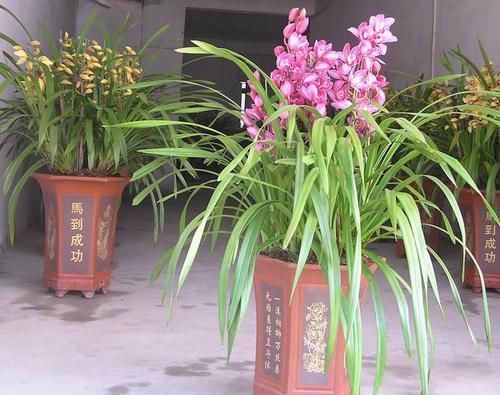 「大花」大花蕙兰花朵又大又艳丽，大花蕙兰应如何养护？