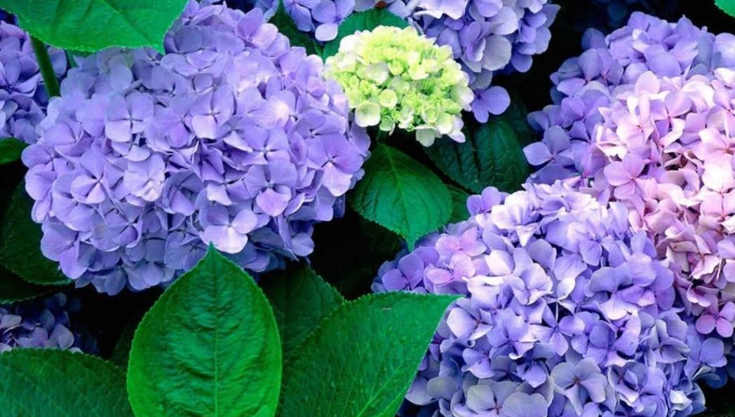  用偏酸性：绣球可以改变花色，只要做好这几件事，开出梦幻般的花朵