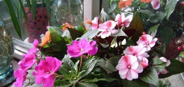  种子@凤仙花怎么养？“6个”方法从小苗到开花，种子熬成药治“狐臭”