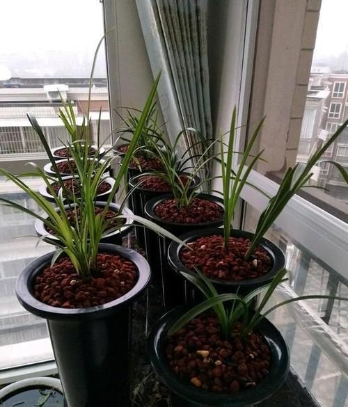  [新芽]给兰花叶面喷水，这几点做好，不烂心，新芽不断长，开花特别多
