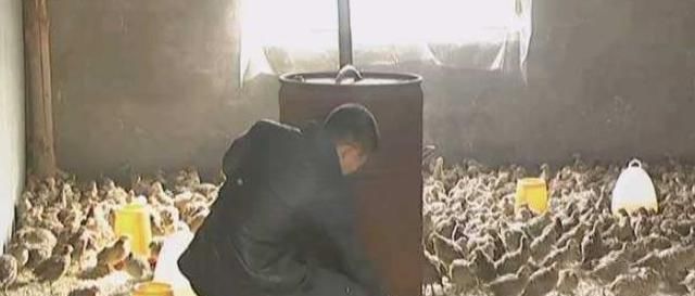  #野鸡#养殖周期仅4个月，一只卖120元，市场供不应求，农民：后