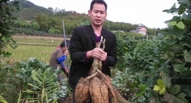 农民不种玉米，改种这种“绳子”，一斤卖2元，年赚8万元