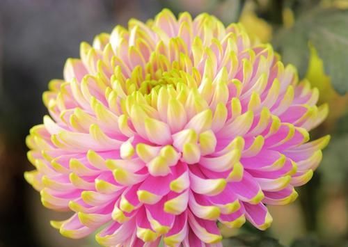  「天都」适合新手养的3种花，开花漂亮花期长，开花200天都不停