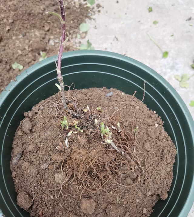 分离出来@菊花分株繁殖,成株快,操作简单易成活