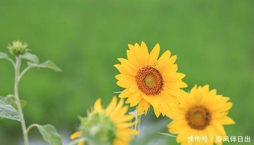 细细长长@这花是夏天代表花卉,开花向着太阳长,开花似脸盘果子还能吃