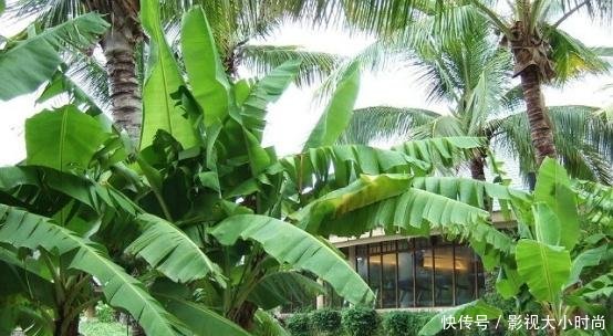 这种树一生只结两次果，果实在生活中很常见，果树其实有这种用处