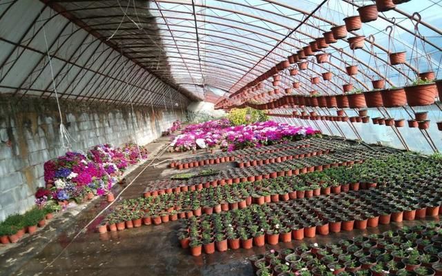  [盆栽]宋庄镇花农两天卖出3000盆滞销盆栽花