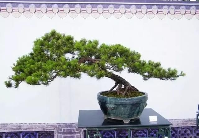 盆景大师都爱玩，山松会否成为下一个热点？