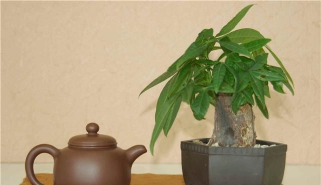  『种植』发财树叶子为什么发黄？这5个原因造成的，掌握种植技巧