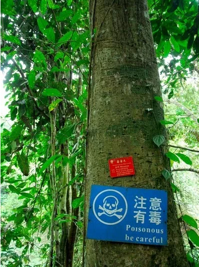三大“世界之最”的树最贵、最硬、最毒,全都在中国!