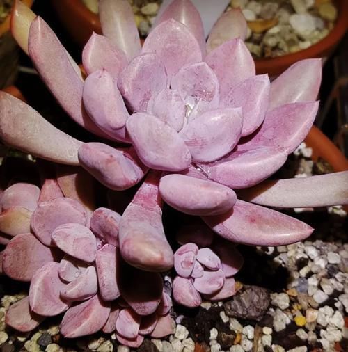  [粉色]寓意着浪漫、一见钟情的淡粉色丘比特，掌握好5点不愁养不好