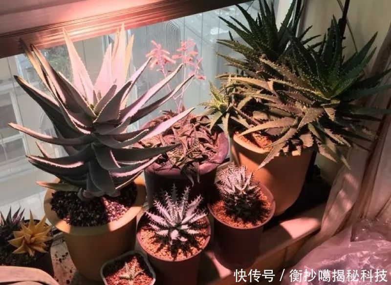 小妙■养花小妙招,花开爆满盆