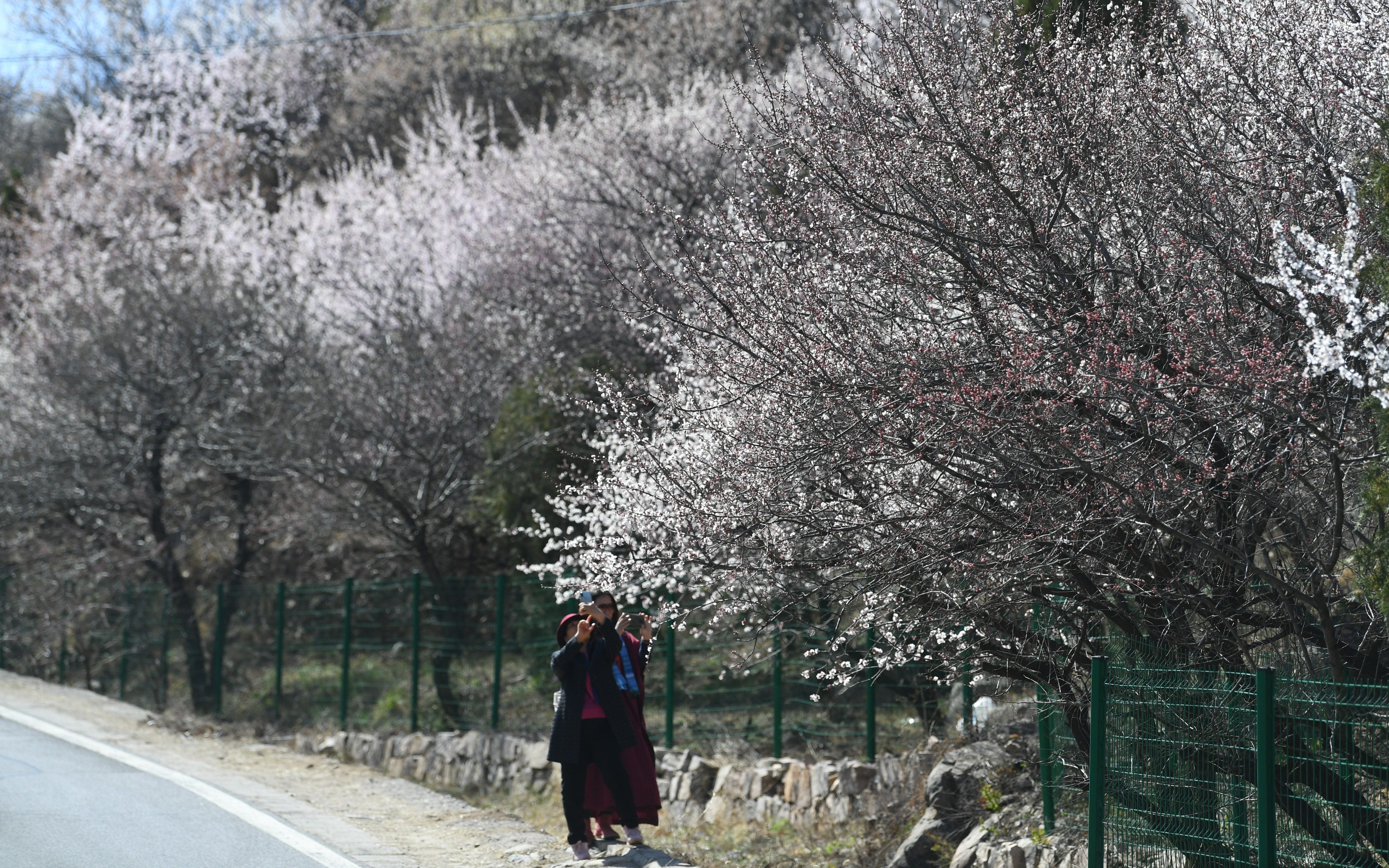  『王颖』昌平山路进入野花盛开季