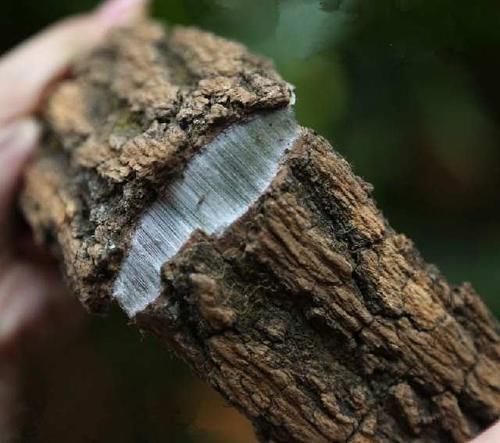  [树木]树木不值钱，树皮是稀罕物，有人靠卖树皮发财