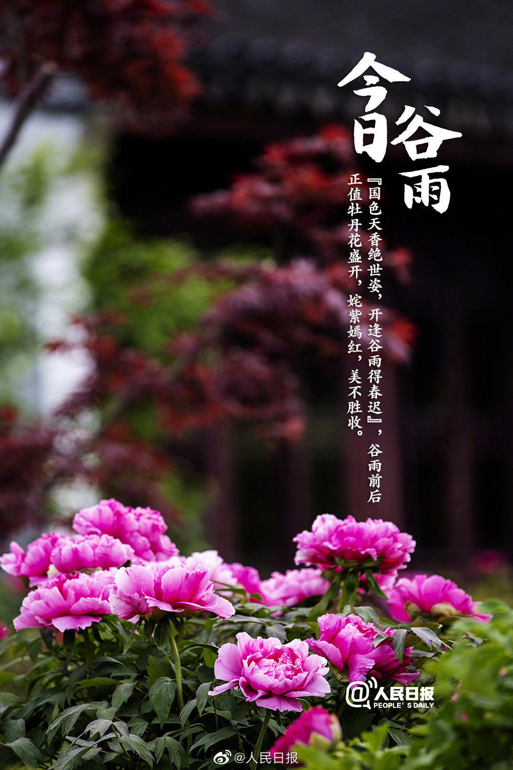  迎接@今日谷雨，你准备好迎接夏天了吗？